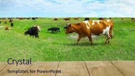  Presentation with meadow - PPT theme consisting of wooden board and cows on the meadow background and a seafoam green colored foreground