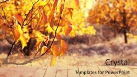  Presentation with autumn - PPT layouts with wooden board on autumn background background and a  colored foreground