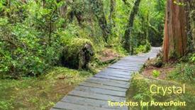  Presentation with forest - Beautiful presentation design featuring wooden-boardwalk-in-the-forest backdrop and a tawny brown colored foreground