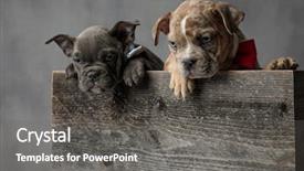  Presentation with bully - Colorful presentation design enhanced with wooden box are looking down backdrop and a gray colored foreground