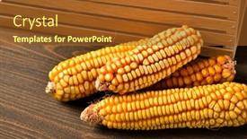  Presentation with corn cobs - Presentation having wooden-box-full-of-potatoes background and a tawny brown colored foreground