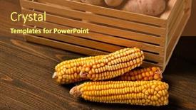  Presentation with corn cobs - Slide deck enhanced with wooden-box-full-of-potatoes background and a tawny brown colored foreground