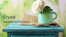  Presentation with pink rose petals on white - Slide set consisting of wooden chair - beautiful white rose in mug background and a  colored foreground