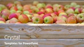  Presentation with orchard - Amazing presentation theme having wooden-crate-full-of-fresh backdrop and a gray colored foreground