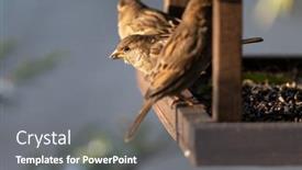  Presentation with birds - PPT layouts featuring wooden-feedbox-with-many-birds background and a gray colored foreground