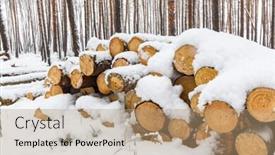  Presentation with pine forest - Theme consisting of wooden logs in pine forest in winter time background and a coral colored foreground