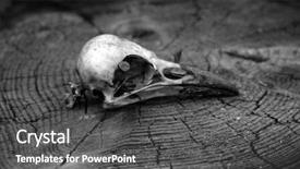  Presentation with crow - Cool new theme with  backdrop and a  colored foreground