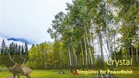  Presentation with eco - Amazing presentation theme having wooden table and benches on the edge of the forest magnificent deer with horns is grazes near picnic place cloudy day in the canadian rockies concept of active eco and photo tourism backdrop and a tawny brown colored foreground