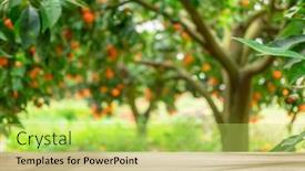  Presentation with empty of wood table top - Slide deck having wooden-table-top-and-blurred background and a yellow colored foreground