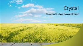  Presentation with wooden board empty table top - Cool new presentation theme with wooden table with rapeseed field backdrop and a light blue colored foreground