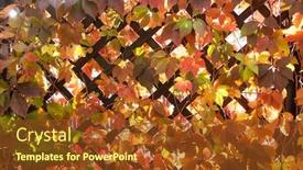  Presentation with vine - Beautiful PPT theme featuring wooden-terrace-wall-overgrown backdrop and a tawny brown colored foreground