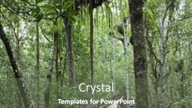  Presentation with rainforest - Presentation theme enhanced with wooden-walkway-in-daintree-rainforest background and a tawny brown colored foreground