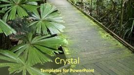  Presentation with rainforest - Presentation with wooden-walkway-through-daintree-rainforest background and a tawny brown colored foreground