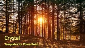  Presentation with woodland - PPT layouts featuring woodland - beautiful forest landscape bright sunlight background and a tawny brown colored foreground