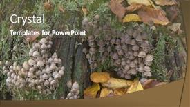  Presentation with growing tree - Colorful theme enhanced with woodland-background-of-wild-fungi backdrop and a tawny brown colored foreground