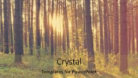  Presentation with woods - Cool new theme with woodland forest - beautiful sunset in the woods backdrop and a coral colored foreground