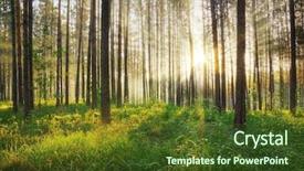  Presentation with woods - Beautiful presentation design featuring woodland forest - beautiful sunset in the woods backdrop and a tawny brown colored foreground