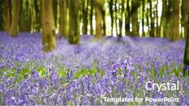  Presentation with haunted woods - Amazing PPT layouts having woodland forest - carpet of bluebells backdrop and a gray colored foreground