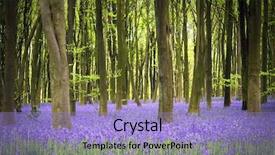  Presentation with woods - Cool new presentation theme with woodland forest - carpet of bluebells backdrop and a light blue colored foreground