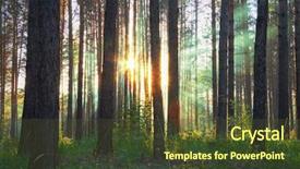  Presentation with woods - Slide deck featuring woodland forest - sunset in the woods background and a tawny brown colored foreground