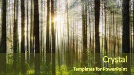  Presentation with woods - Presentation design consisting of woodland forest - sunset in the woods background and a tawny brown colored foreground