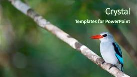  Presentation with war on africa - PPT theme enhanced with woodland games - kingfisher in mozambique africa background and a  colored foreground