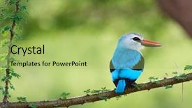  Presentation with woodland - Presentation theme consisting of woodland kingfisher in lake manyara background and a yellow colored foreground