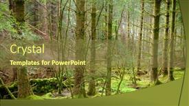  Presentation with woodland - Audience pleasing slide deck consisting of woodland-scene-with-moss-covered backdrop and a tawny brown colored foreground