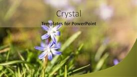  Presentation with woodland - Slide deck enhanced with woodland-spring-flowers-glory background and a coral colored foreground