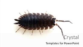  Presentation with isolated paw prints over white - Theme enhanced with woodlouse-isolated-on-white-background background and a white colored foreground