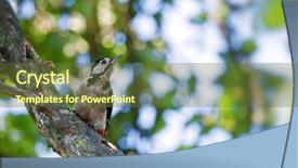  Presentation with summer time - Slides featuring woodpecker on tree in summer background and a  colored foreground