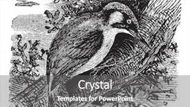  Presentation with art vintage edison lightbulb - Slide deck consisting of woodpecker or piculets or wrynecks background and a  colored foreground