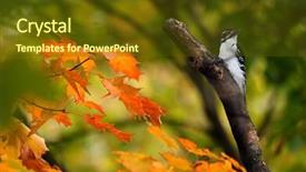  Presentation with judicial branch - Slide set enhanced with woodpecker perched on a branch background and a  colored foreground