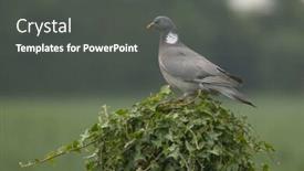  Presentation with ivy - Slide set consisting of woodpigeon-perched-on-an-ivy background and a dark gray colored foreground