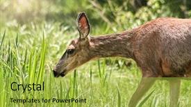  Presentation with grazing - Beautiful PPT theme featuring woods games - cute deer grazing backdrop and a yellow colored foreground