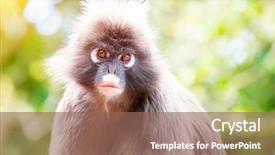  Presentation with safari south africa - Beautiful PPT layouts featuring woods games - dusky leaf monkey close up backdrop and a violet colored foreground