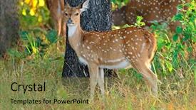  Presentation with deer - Colorful PPT layouts enhanced with woods games - female spotted deer or chital backdrop and a gold colored foreground