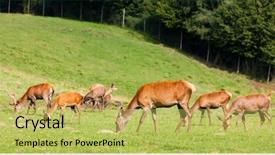  Presentation with animal animation - Amazing PPT theme having woods games - forest animal styria austria backdrop and a yellow colored foreground