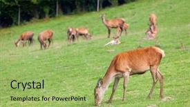  Presentation with animal vertebrata - Audience pleasing presentation theme consisting of woods games - forest animal styria austria backdrop and a mint green colored foreground