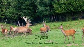  Presentation with woods - Presentation design featuring woods games - forest animal styria austria background and a seafoam green colored foreground