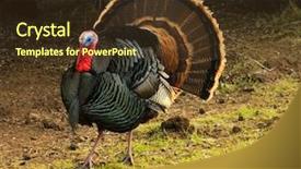  Presentation with turkey - Presentation theme enhanced with woods games - male turkey gobbler flaring its background and a tawny brown colored foreground