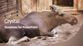  Presentation with woods - Presentation design enhanced with woods games - moose at the zoo summer background and a coral colored foreground