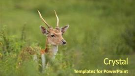  Presentation with deer - Colorful presentation enhanced with woods games - portrait of roe deer backdrop and a tawny brown colored foreground