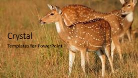  Presentation with national security in india - Theme consisting of woods games - spotted deers or chitals axis background and a gold colored foreground