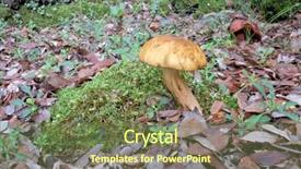  Presentation with woods - Theme with woods-mushroom-in-etna-park background and a tawny brown colored foreground
