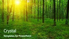  Presentation with forest beautiful spring nature - Audience pleasing slides consisting of woods roots - beautiful green forest in spring backdrop and a tawny brown colored foreground