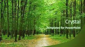  Presentation with woods - Slide deck having woods roots - beautiful green forest in summer background and a tawny brown colored foreground