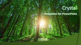  Presentation with beautiful green - Amazing slide deck having woods roots - beautiful green forest backdrop and a  colored foreground
