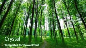  Presentation with abstract green forest - Cool new theme with woods roots - beautiful green forest backdrop and a  colored foreground