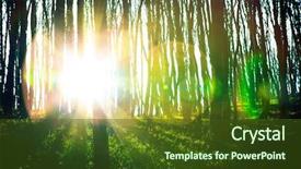  Presentation with beautiful green - Presentation design having woods roots - beautiful green forest background and a  colored foreground